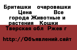 Бриташки - очаровашки.  › Цена ­ 3 000 - Все города Животные и растения » Кошки   . Тверская обл.,Ржев г.